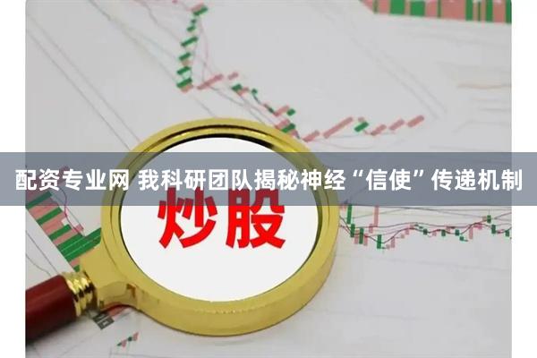 配资专业网 我科研团队揭秘神经“信使”传递机制